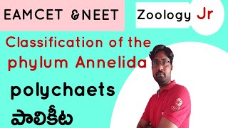 Polychaeta phylum Annelida Invertebrate phyla  పాలికీట [upl. by Oruam]