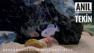 Neolamprologus Multifasciatus [upl. by Roderigo535]