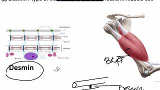 Cytoskeleton pt 4 [upl. by Haikezeh]