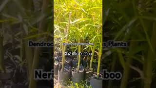 Dendrocalamus giganteus plant of 2024 Neria live bamboo  7002791693 [upl. by Rusticus387]