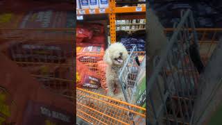 Shopping and Miniature Poodle Today 🐩 [upl. by Natalia]