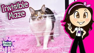 Cat Vs Invisible Maze Adorable Pets Show Docs Playhouse [upl. by Enelia]