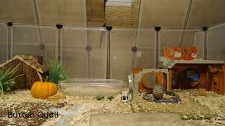 Button Quail Cam 101224 [upl. by Benton450]