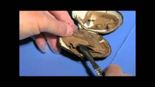 Clam Dissection Student Cut 2 for Lesson Plan [upl. by Soisinoid]