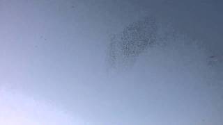 Murmuration of Starlings in Rome [upl. by Perrins]