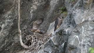 Peregrine Falcon chick first flight [upl. by Vershen]