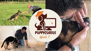 Online puppycursus week 7  Puppy leren bijten [upl. by Emina998]