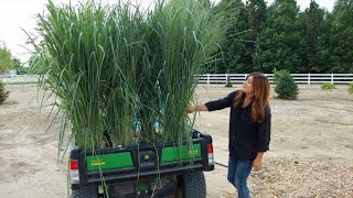 Planting the Most Glorious Ornamental Grasses 😍🌾💚  Garden Answer [upl. by Gnoc]