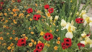 Sissinghurst Garden June 2019 [upl. by Atok]