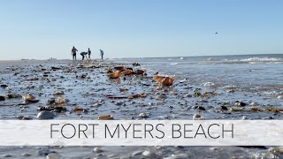 ​​Low tide Florida shelling Lets find some shells and critters at Fort Myers Beach [upl. by Wunder]