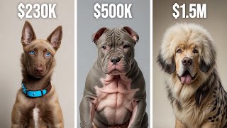 The 10 Most Expensive Dog Breed Types Ever Sold [upl. by Lekim]