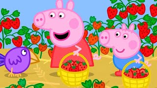 The Strawberry Farm 🍓  Peppa Pig Official Full Episodes [upl. by Ahsirtal508]