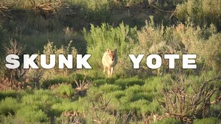 Hunting Coyotes in June [upl. by Arres]