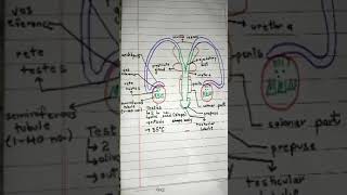 Male reproductive system easy diagram [upl. by Atirma]