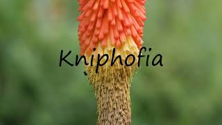 How to Pronounce Kniphofia [upl. by Colette]