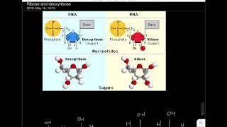 Must watch Ribose and Deoxyribose differences in less than 1 minute [upl. by Iggy554]