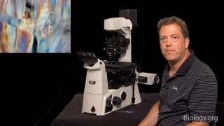 Microscopy Phase Polarization and DIC Stephen Ross [upl. by Kallman647]