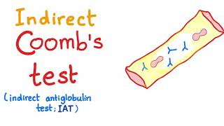 Indirect Coombs Test [upl. by Ylsel708]