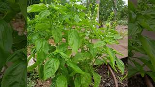 ORGANIC GARDEN  SUMMER TIME OTOCEC SLOVENIA [upl. by Akinohs]