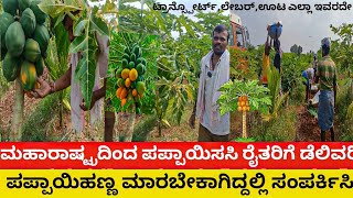 ಪಪ್ಪಾಯ ಸಸಿಗಳು ಕೊಡಲಾಗುವುದು ಹಾಗೂ ಹಣ್ಣುಗಳನ್ನು ತೆಗೆದುಕೊಳ್ಳಲಾಗುವುದು PAPPAYA PLANTS DELIVERY amp MARKETING [upl. by Ellicul]