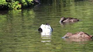 Eider duck courtship display SOUND ON [upl. by Nyrtak]