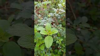 Melissa officinalis planta medicinal melissa youtubeshort viraliza shortsviral [upl. by Baiss]