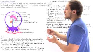 Langman Chapter06PartII  MESODERM Derivatives  Embryonic Period 3rd to 8th Week [upl. by Uella]