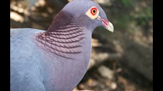 Découvrez le chant unique du pigeon ramier à cou rouge [upl. by Alastair]