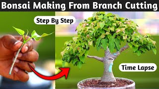 Bonsai Making From Branch Cutting [upl. by Aidnic83]