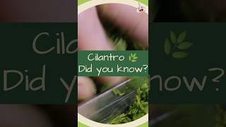 The Benefits of Cilantro [upl. by Kella958]