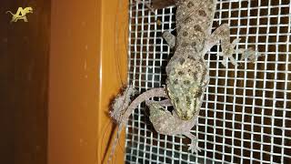 House Gecko eats Baby Lizard quotOnly for Strong heartsquot [upl. by Releyks]