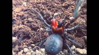 Rare funnelweb spider striking [upl. by Oniluap932]