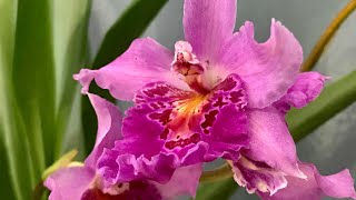 Vuylstekeara Carnivale quotRioquot and oncidium updates [upl. by Sorilda]