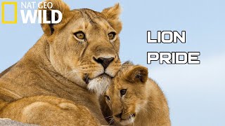 Lion Pride 2020  Working Together To Survive  National Geographic Documentary HD Wild Life [upl. by Munroe]