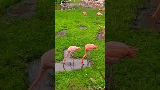 Flamingoes of Planckendael ZOO Please subscribe my channel to see more thanks😃 mechelen belgium [upl. by Anaj]