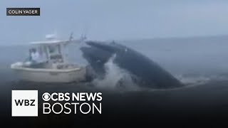 Whale capsizes boat off coast of New Hampshire [upl. by Solraced493]