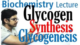 Glycogen synthesis  glycogen metabolism lecture 1 [upl. by Saied123]