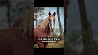 Bowies story I want to briefly summarize his rescue story 💲💪 horse savehorses lovehorse [upl. by Irod]