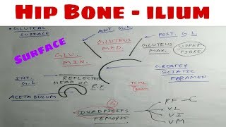 Hip Bone  Part 5  ilium Surface Attachement  The Charsi of Medical Literature [upl. by Eceinehs]