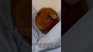 My little brownie likes sleeping ON the house guineapig [upl. by Kimmel212]