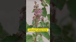 What is the verticillaster inflorescence in Lamiaceae family biology new taxonomic neet upsc [upl. by Yanffit]