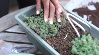 How to Use Coffee as Soil Fertilizer  Fertilizer amp Gardening [upl. by Kentigera607]