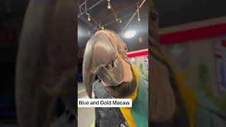 how to breed blue and gold macaws  blue and gold macaw parrot [upl. by Nosidda]