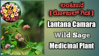 ಲಂಟಾನLantana Camara Wild Sage Organic Pesticide [upl. by Eiramoj122]