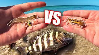 Fiddler Crab or Live Shrimp for Sheepshead Catch and Cook [upl. by Ymassej813]