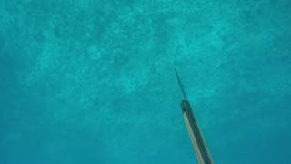 Spearfishing shark Attack Australia [upl. by Onitnelav]