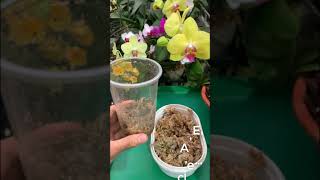 Phalaenopsis orchid cuttings from flower branches  Use only aloe vera [upl. by Ttekcirc419]