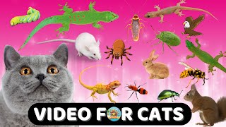 CAT GAMES 📺 Ultimate CAT TV Compilation Vol 12🐠😻🦂 🐝🐞🦋🦎🦜🐜🐭Ball Toys String LIZARDS Flies🧵 3 HOURS [upl. by Rombert]