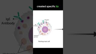 Anaphylaxis pathology [upl. by Amsa882]