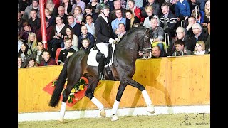 St Patrick 2015 by Sezuan  St Moritz Sosath Stallion Show 2019 [upl. by Davin]